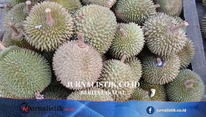 Durian Melimpah di Bangka Belitung, Pedagang Turunkan Harga