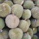 Durian Melimpah di Bangka Belitung, Pedagang Turunkan Harga