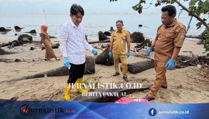 Lumba-lumba Berlukanya Terdampar di Balikpapan, Penyelamatan Dua Kali Berujung Kematian