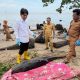 Lumba-lumba Berlukanya Terdampar di Balikpapan, Penyelamatan Dua Kali Berujung Kematian