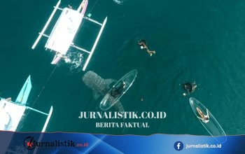 Dua Hari PENAS XVII, 475 Orang Kunjungi Hiu Paus Botubarani