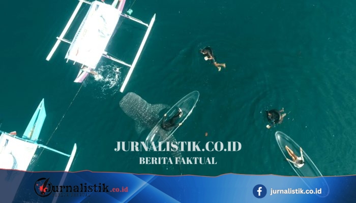 Dua Hari PENAS XVII, 475 Orang Kunjungi Hiu Paus Botubarani