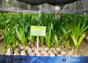 Kementan Menyalurkan 737 Ribu Bibit untuk Program Hilirisasi Kelapa di Gorontalo
