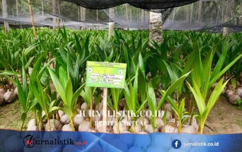 Kementan Salurkan 737 Ribu Bibit Program Hilirisasi Kelapa di Gorontalo
