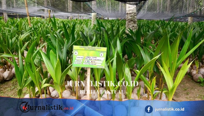 Kementan Menyalurkan 737 Ribu Bibit untuk Program Hilirisasi Kelapa di Gorontalo