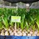 Kementan Salurkan 737 Ribu Bibit Program Hilirisasi Kelapa di Gorontalo