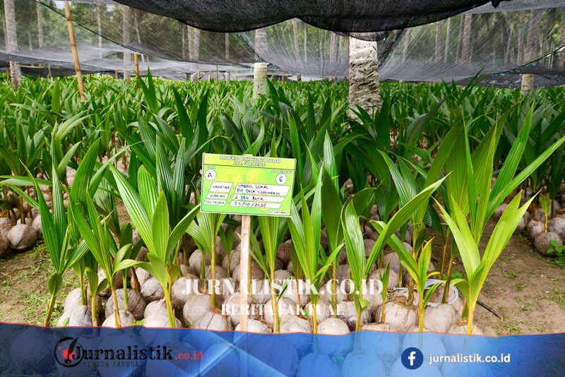 Kementan Salurkan 737 Ribu Bibit Program Hilirisasi Kelapa di Gorontalo