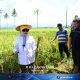 Wagub Idah Tinjau Panen Padi Prebiotik di Boalemo