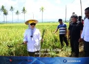 Wagub Idah Syahidah Rusli Habibie Tinjau Panen Padi Prebiotik di Boalemo