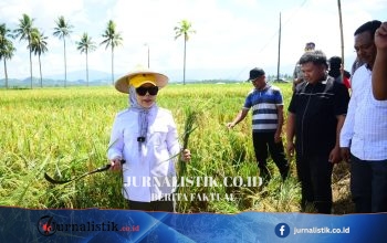 Wagub Idah Tinjau Panen Padi Prebiotik di Boalemo