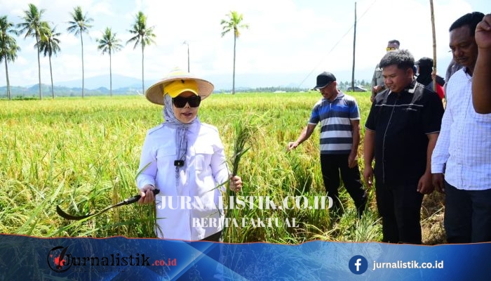 Wagub Idah Syahidah Rusli Habibie Tinjau Panen Padi Prebiotik di Boalemo