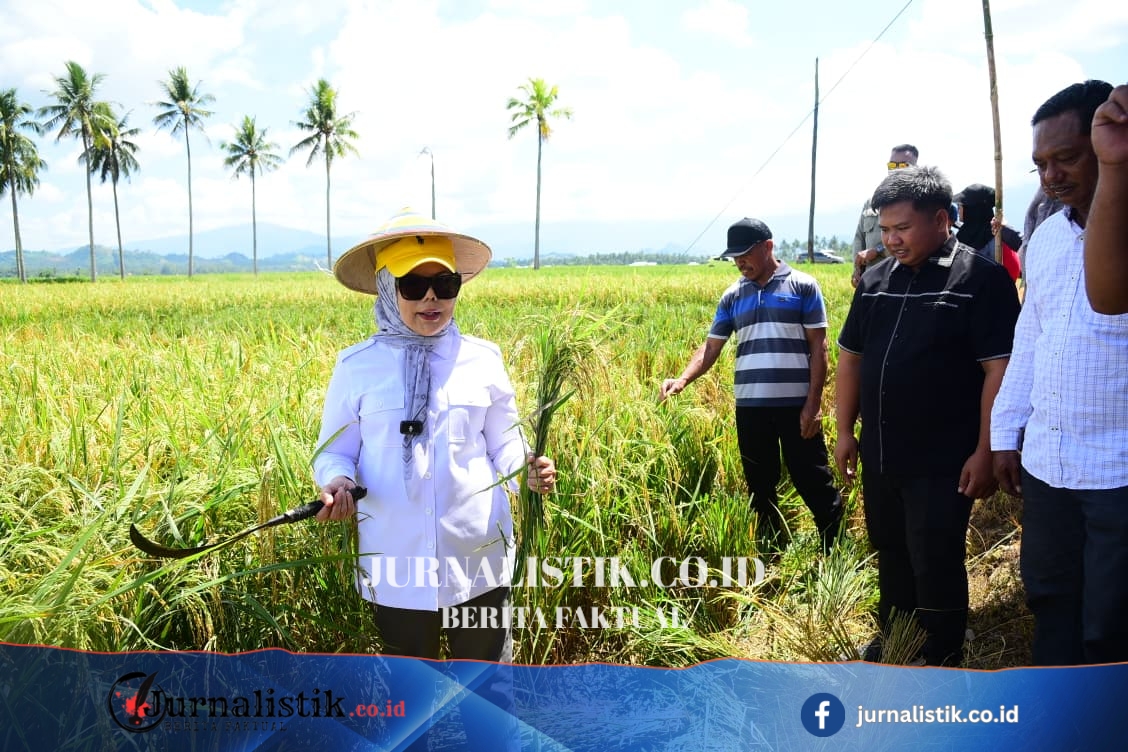 Wagub Idah Tinjau Panen Padi Prebiotik di Boalemo