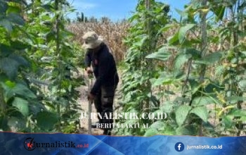 Lewat Perawatan Rutin, Batalyon B Pelopor Satbrimob Polda Gorontalo Jadikan Lahan Tidur Produktif bagi Ketahanan Pangan Nasional