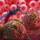 Diduga Malaria: 8 Warga Pohuwato Tertular, Satu Meninggal