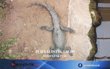 Kandang buaya Johnsons di Old Hurst dibuka lagi, sembilan hari setelah bocah 3 tahun diserang