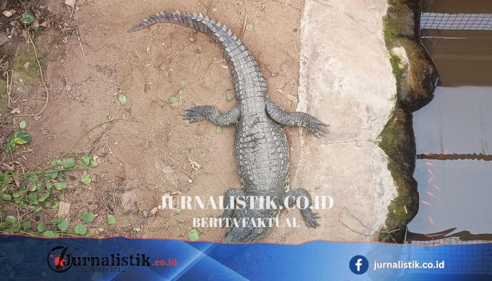 Kandang buaya Johnsons di Old Hurst dibuka lagi, sembilan hari setelah bocah 3 tahun diserang