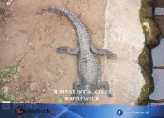 Wowcher sorry for 'unacceptable' crocodile attack email