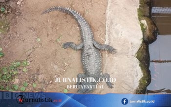 Wowcher Minta Maaf Setelah Email Pemasaran Tersangkut Serangan Buaya pada Balita di Kebun Binatang