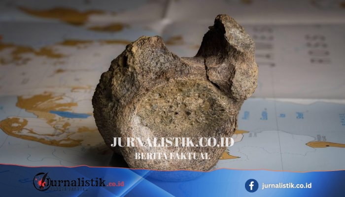 Fosil dinosaurus pertama di Antarktika terkuak dari laci sejak 1985