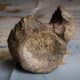Fosil dinosaurus pertama di Antarktika terkuak dari laci sejak 1985