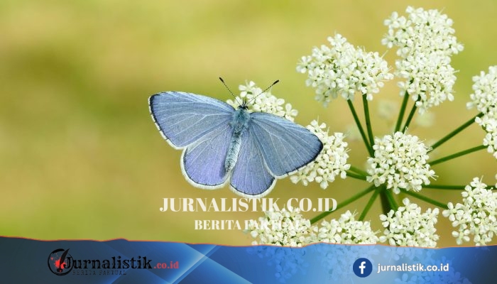 Musim semi panas-kering berpotensi jadi tahun “panen” kupu-kupu, kata organisasi amal