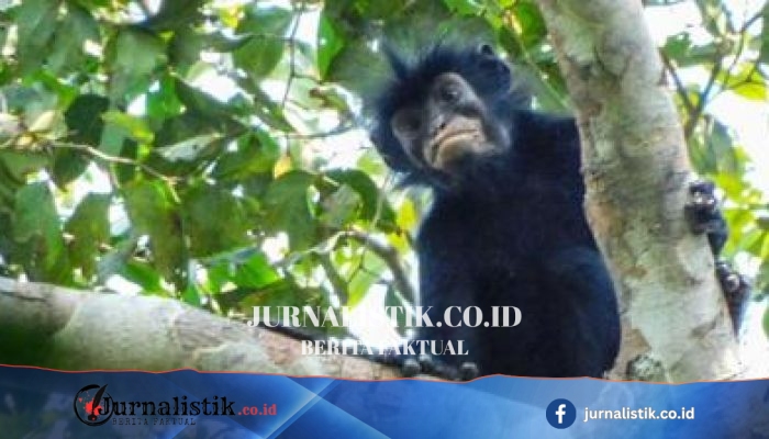 Kera spesies baru di DRC: Lomami National Park, jejak sejak 2008