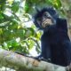 Kera spesies baru di DRC: Lomami National Park, jejak sejak 2008