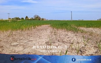 Inggris berisiko mengalami kemarau musim panas kedua berturut-turut