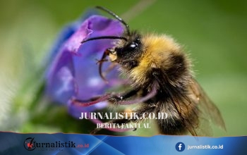 Saat gelombang panas melanda Inggris, lebah bumbel berbulu berisiko ‘keeling over’