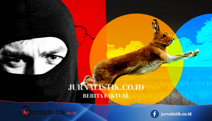 Geng perburuan kelinci liar ilegal: intimidasi, kekerasan, dan hewan mati dibuang