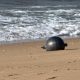 Australia Selidiki Enam Bola Misterius yang Terdampar di Forrest Beach, Queensland