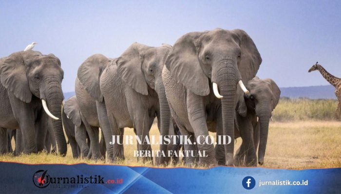 KWS Mengusut Kematian 14 Gajah di Sekitar Taman Nasional Amboseli, Kenya