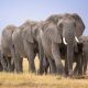 KWS Mengusut Kematian 14 Gajah di Sekitar Taman Nasional Amboseli, Kenya