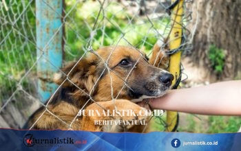 Digigit Anak Anjing Liar yang Dipelihara, Pria di Toraja Utara Meninggal Diduga Rabies