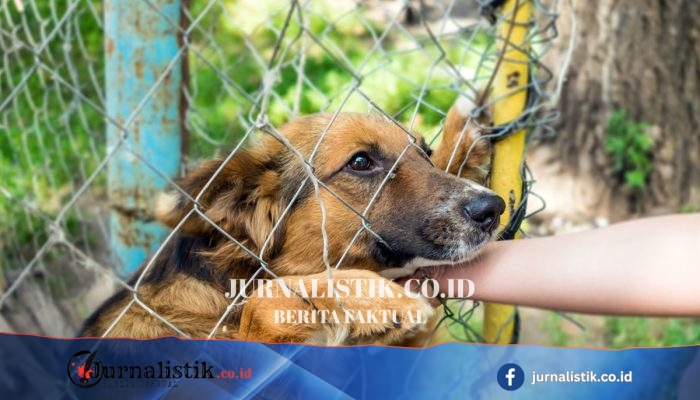 Digigit Anak Anjing Liar yang Dipelihara, Pria di Toraja Utara Meninggal Diduga Rabies