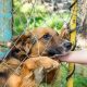 Digigit Anak Anjing Liar yang Dipelihara, Pria di Toraja Utara Meninggal Diduga Rabies