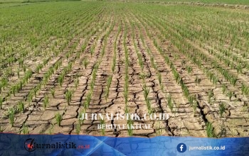 Lima Kecamatan di Kabupaten Tangerang Dilanda Kekeringan, BPBD Menyiapkan Bantuan Air Bersih
