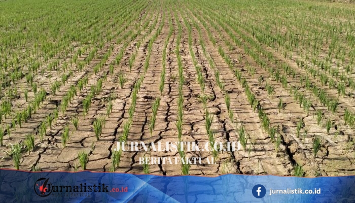 Lima Kecamatan di Kabupaten Tangerang Dilanda Kekeringan, BPBD Menyiapkan Bantuan Air Bersih