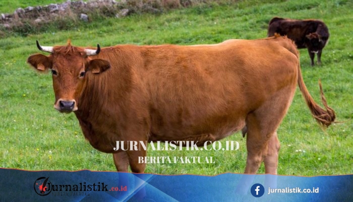 Usai 49 Sapi Warga Tewas di Timor Tengah Selatan, Dinas Peternakan Cek Kondisi yang Masih Hidup