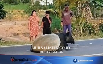 Tapir Disembelih di Mesuji, BKSDA Bengkulu Ingatkan Warga Tak Sembarangan Tangkap Satwa Dilindungi