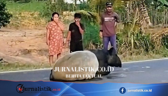 Polisi Bongkar Motif Pembunuhan Tapir di Mesuji, Pelaku Klaim Ingin Mengonsumsi Dagingnya
