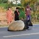 Polisi Bongkar Motif Pembunuhan Tapir di Mesuji, Pelaku Klaim Ingin Mengonsumsi Dagingnya
