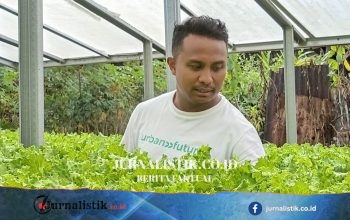 Wilfridus Da Costa Mones Mundur dari ASN, Tekuni Usaha Selada Hidroponik di Labuan Bajo