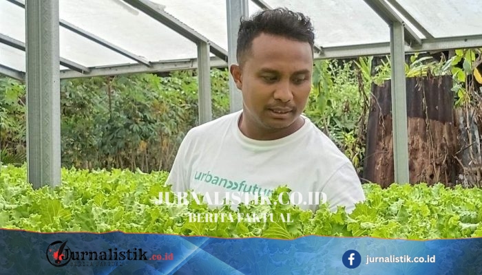Wilfridus Da Costa Mones Mundur dari ASN, Tekuni Usaha Selada Hidroponik di Labuan Bajo