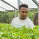 Wilfridus Da Costa Mones Mundur dari ASN, Tekuni Usaha Selada Hidroponik di Labuan Bajo