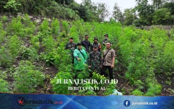 Ladang Ganja 2,5 Hektare Terkuak di Pegunungan Indrapuri, Aceh Besar