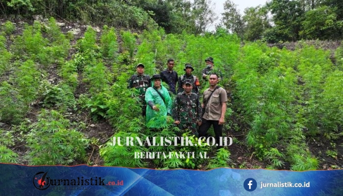 Ladang Ganja 2,5 Hektare Terkuak di Pegunungan Indrapuri, Aceh Besar