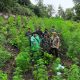 Ladang Ganja 2,5 Hektare Terkuak di Pegunungan Indrapuri, Aceh Besar