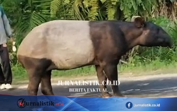 Tapir Sumatera Mati di Register 45 Mesuji: Habitat Terdesak, Literasi Lingkungan Lemah, Respons Perlu Lebih Cepat