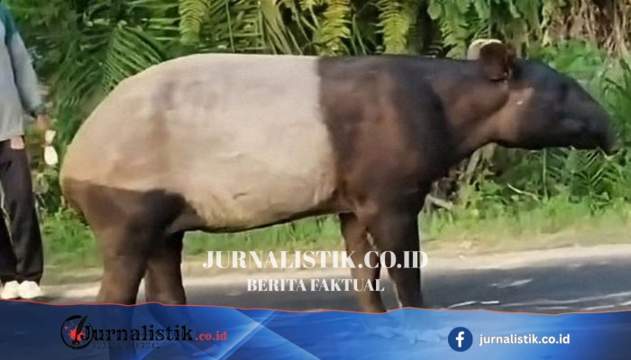 Tapir Sumatera Mati di Register 45 Mesuji: Habitat Terdesak, Literasi Lingkungan Lemah, Respons Perlu Lebih Cepat